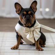 Dog at wedding